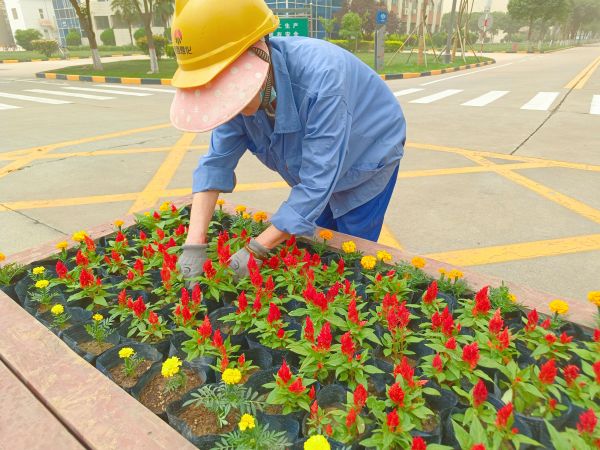 行政保衛(wèi)部趙師傅等人在公司主干道上擺放鮮花。.jpg